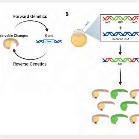 Schematic Of Genetic Tools Used In Zebrafish A Forward Genetics