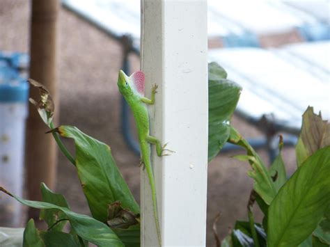 Male Anole Lizard 100_6408 2011-08 by texasstarwildflower on DeviantArt