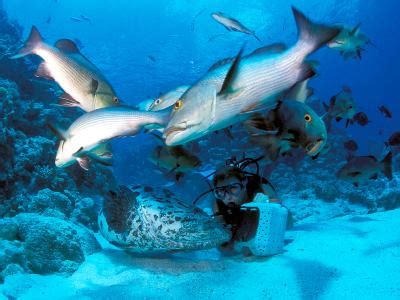 Aree Marine Protette Preservare E Promuovere Live Sicilia