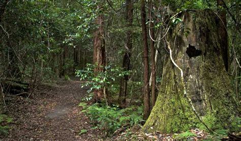 Barrington Tops National Park | NSW National Parks