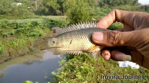 Mancing Ikan Di Kali Youtube