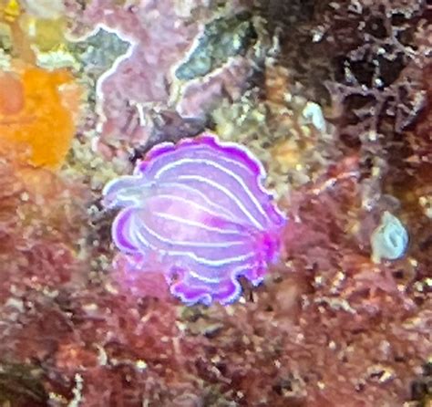 Pink Flatworm From Girona Cataluña Spain On May 01 2022 At 0100 Pm