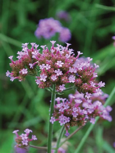 Growing Verbena From Seed And Expert Advice On How To Sow