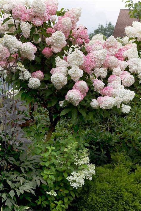 How to Grow Panicle Hydrangea (Hydrangea paniculata)