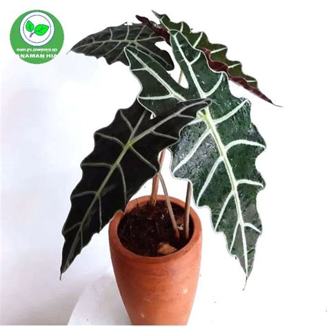 Jual Bisa Cod Tanaman Hias Indoor Alocasia Amazonica Keladi