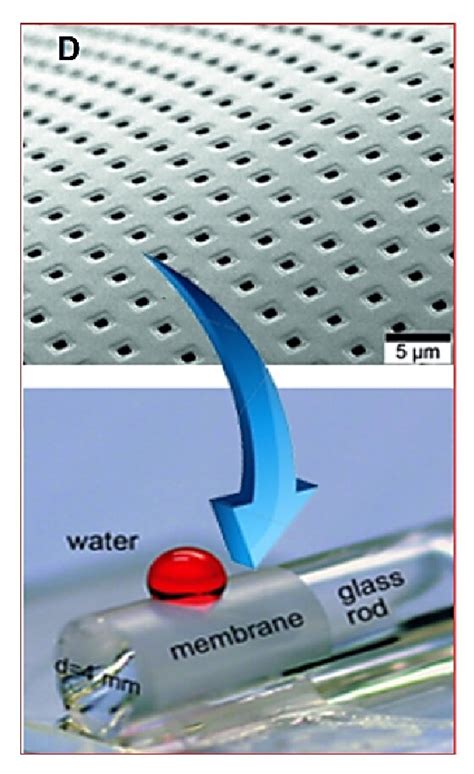 Omniphobic Bioinspired Nanostructured Materials A Scanning Electron