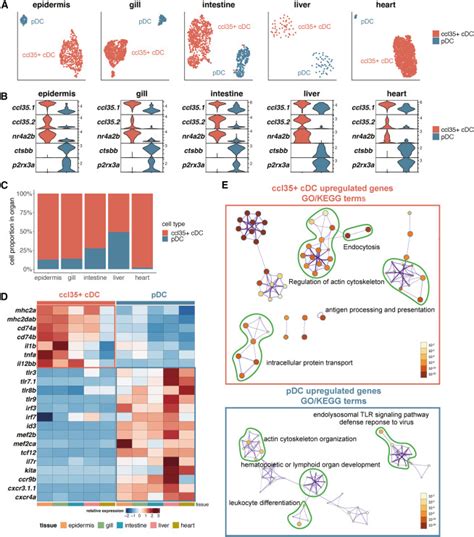 Cross Organ Single Cell Transcriptome Profiling Reveals Macrophage And