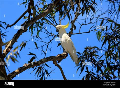 Sulphur Crested Cockatoo Cacatua Galerita Adult On Tree Murramarang