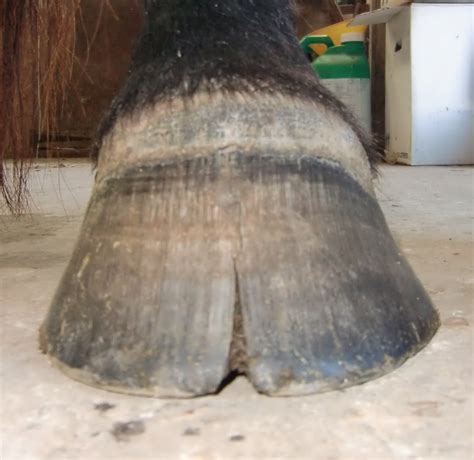 Barefoot Horse Blog: Hoof cracks - update