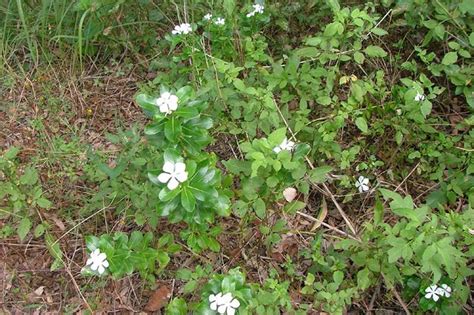 Factsheet Catharanthus Roseus Madagascar Periwinkle