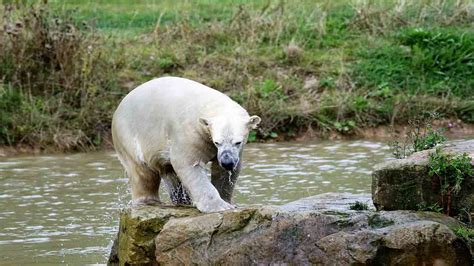 Together we can avoid the extinction of the polar bear