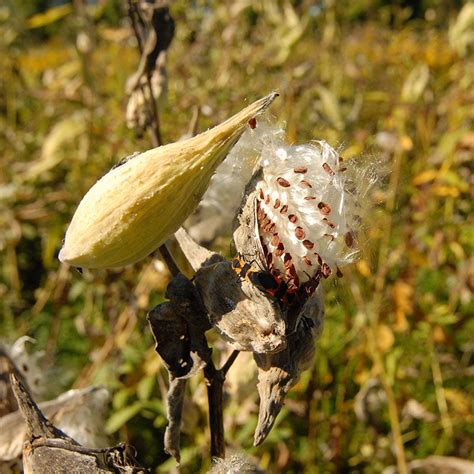 Common Milkweed Pods