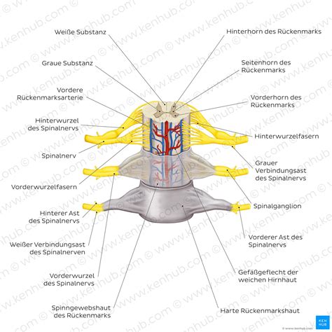 Spinalganglion Anatomie Funktion Erkrankungen Kenhub