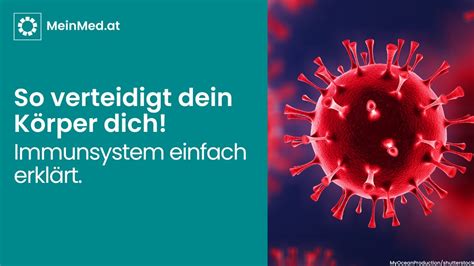 Das Immunsystem Einfach Erkl Rt Youtube