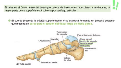 Huesos Del Pie Anatomia Pptx