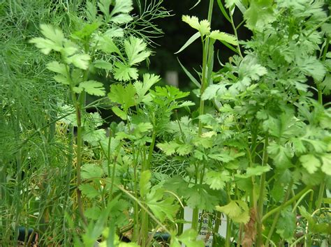 How to Grow Coriander Indoors | Garden Guides