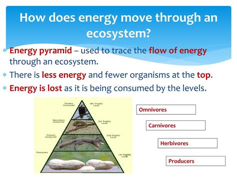 Ppt Unit Lesson Energy And Matter In Ecosystems Powerpoint