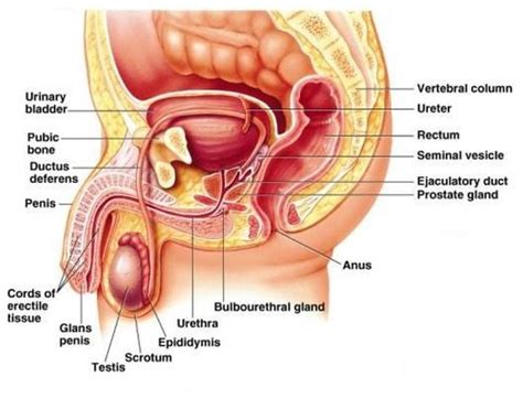 Chapter 28 The Reproductive System Flashcards Quizlet