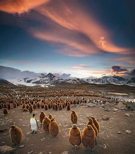 11 Baby Penguin Facts: Life in the Antarctic Nursery