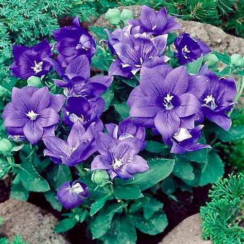 Balloon Flower Seeds | Platycodon | Perennial Flower Seeds