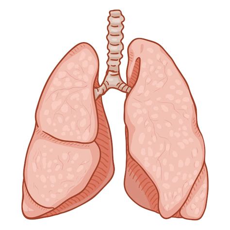 Vektor Karikatur Menschliche Lunge Anatomisches Organ Illustration