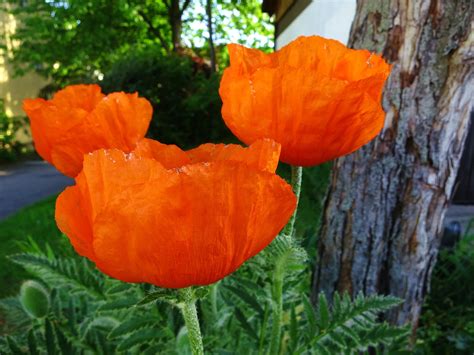 Kostenlose foto Natur blühen Blatt Blume Blütenblatt Frühling