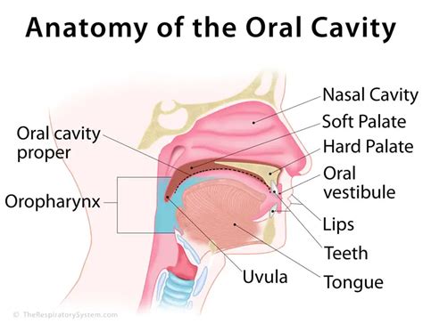 Oral Cavity Proper