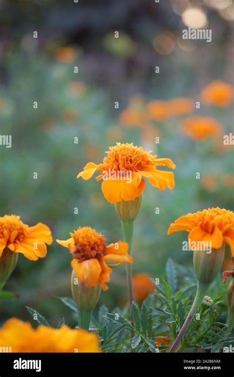 Tagetes Tenuifolia Tangerine Gem Hi Res Stock Photography And Images