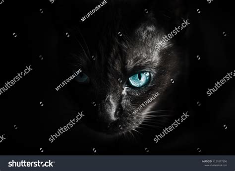 Halloween Theme Cat Scared Eye Scary Stock Photo 1121817596 | Shutterstock