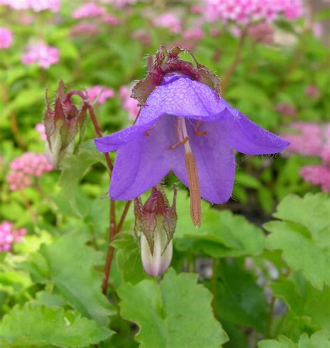 Campanula Raddeana North American Rock Garden Society