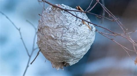 Hornet Nest Removal How To Get Rid Of Hornets Safely And Easily