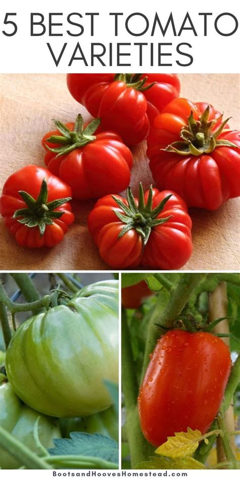 5 Best Tomato Varieties For The Potager Boots And Hooves Homestead Summer Vegetables Garden