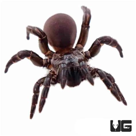 Egyptian Camel Spider For Sale Underground Reptiles