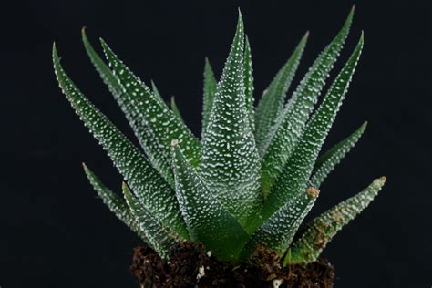 Haworthiopsis Attenuata