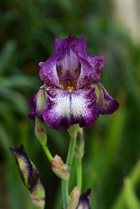 Tall Bearded Iris Iris Raspberry Frost In The Irises Database