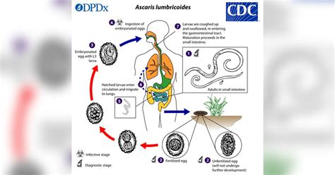 Trichuris Life Cycle