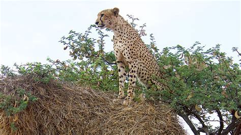 In Africa Sociable Weavers Build A Nest Of Many Uses Living Bird