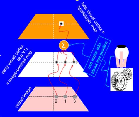 Eye Movements Flashcards Quizlet