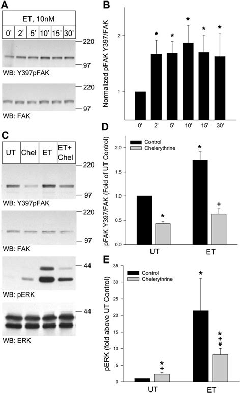 Endothelin Et Induced Focal Adhesion Kinase Fak Autophosphorylation