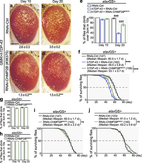 KD Of CHMP2B By Two Independent Transgenic RNAi Strains 38375 And