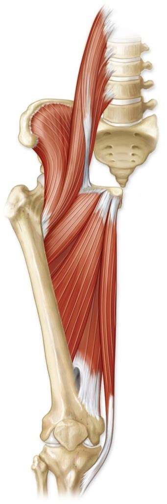 Medial Thigh Muscles Diagram Quizlet