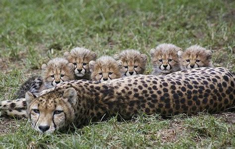 Cheetah Mutations