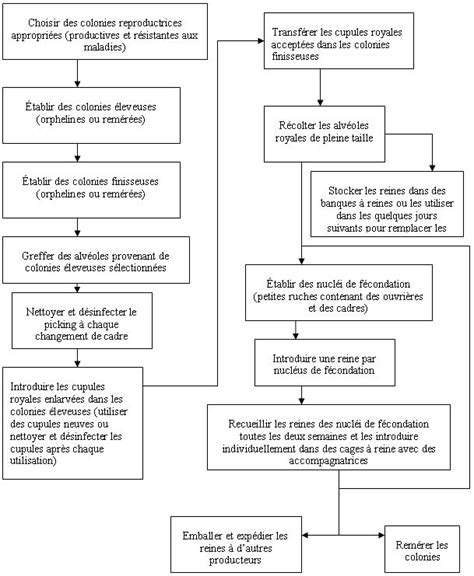 Cycle Biologique Des Abeilles Recherche Google