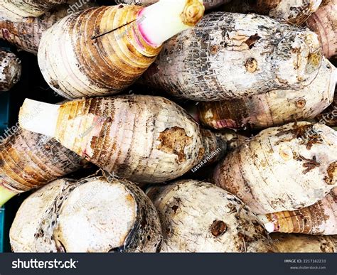 Taro Piletaro Biennial Plant Longevity Early Stock Photo 2217162233 ...