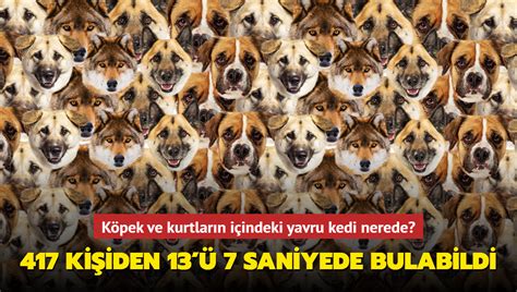 Zeka testi Köpek ve kurtların içindeki yavru kedi nerede 417 kişiden