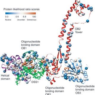 Homology Model Of Human Brca C Terminal Dna Binding Domains With