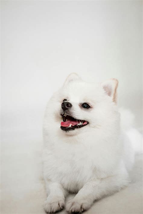 The Samoyed Dog A Friendly, Fluffy Companion - Pet Breed Hub
