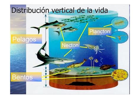 La Vida En Los Oceanos