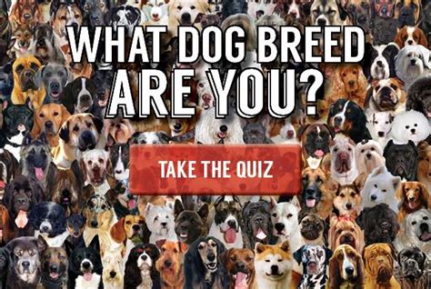 Dog Breed Quiz | What Dog Breed Is Right For Me? | Homesteading Simple Self Sufficient Off-The ...