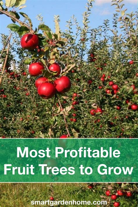 9 Most Profitable Fruit Trees To Grow Artofit